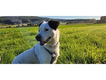 SAMSON, Hund, Mischlingshund in Pretzfeld - Bild 11