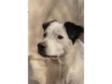 SAMSON, Hund, Mischlingshund in Pretzfeld - Bild 14