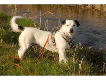 SAMSON, Hund, Mischlingshund in Pretzfeld - Bild 15