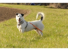 LUCKY, Hund, Mischlingshund in Pretzfeld - Bild 17