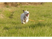 LUCKY, Hund, Mischlingshund in Pretzfeld - Bild 18