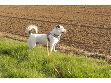 LUCKY, Hund, Mischlingshund in Pretzfeld - Bild 19