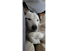 SAMSON, Hund, Mischlingshund in Pretzfeld - Bild 4