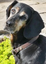 ELFIE, Hund, Mischlingshund in Rothenburg - Bild 10