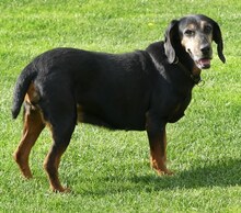 ELFIE, Hund, Mischlingshund in Rothenburg - Bild 17