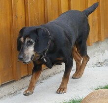 ELFIE, Hund, Mischlingshund in Rothenburg - Bild 2
