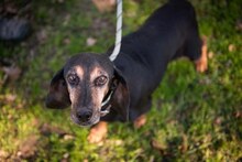 ELFIE, Hund, Mischlingshund in Rothenburg - Bild 31