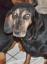 ELFIE, Hund, Mischlingshund in Rothenburg - Bild 34