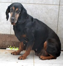 ELFIE, Hund, Mischlingshund in Rothenburg - Bild 35