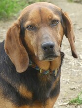 ELLEN, Hund, Mischlingshund in Griechenland - Bild 1