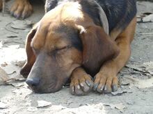 ELLEN, Hund, Mischlingshund in Griechenland - Bild 21