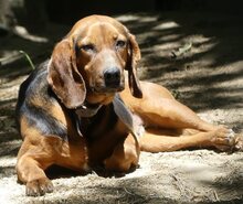 ELLEN, Hund, Mischlingshund in Griechenland - Bild 26