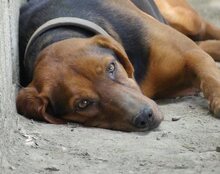 ELLEN, Hund, Mischlingshund in Griechenland - Bild 27