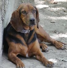ELLEN, Hund, Mischlingshund in Griechenland - Bild 28