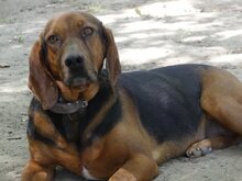 ELLEN, Hund, Mischlingshund in Griechenland - Bild 31