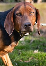 ELLEN, Hund, Mischlingshund in Griechenland - Bild 32