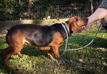 ELLEN, Hund, Mischlingshund in Griechenland - Bild 33