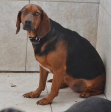 ELLEN, Hund, Mischlingshund in Griechenland - Bild 36