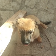 MORTY, Hund, Mischlingshund in Bulgarien - Bild 3