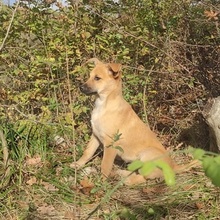MILY, Hund, Mischlingshund in Bulgarien - Bild 2