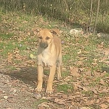 MILY, Hund, Mischlingshund in Bulgarien - Bild 3