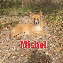 MISHEL, Hund, Mischlingshund in Bulgarien - Bild 1