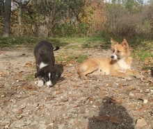 MISHEL, Hund, Mischlingshund in Bulgarien - Bild 2