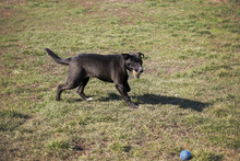 LOTTE, Hund, Mischlingshund in Kroatien - Bild 4