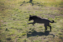 LOTTE, Hund, Mischlingshund in Kroatien - Bild 6