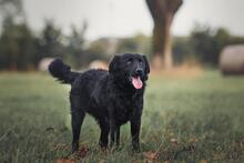 LINO, Hund, Kroatischer Schäferhund-Mix in Kroatien - Bild 3