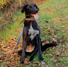 XENA, Hund, Mischlingshund in Kroatien - Bild 3