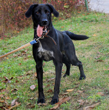 XENA, Hund, Mischlingshund in Kroatien - Bild 4