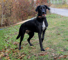 XENA, Hund, Mischlingshund in Kroatien - Bild 5