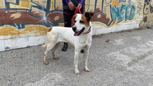 ANOUK, Hund, Mischlingshund in Spanien - Bild 3