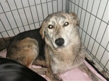 SIENNA, Hund, Mischlingshund in Rumänien - Bild 10