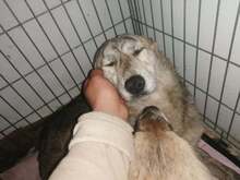 SIENNA, Hund, Mischlingshund in Rumänien - Bild 11
