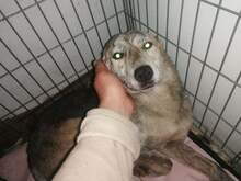 SIENNA, Hund, Mischlingshund in Rumänien - Bild 12