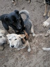 SIENNA, Hund, Mischlingshund in Rumänien - Bild 16