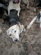SIENNA, Hund, Mischlingshund in Rumänien - Bild 18