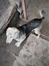 SIENNA, Hund, Mischlingshund in Rumänien - Bild 19