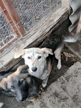 SIENNA, Hund, Mischlingshund in Rumänien - Bild 20
