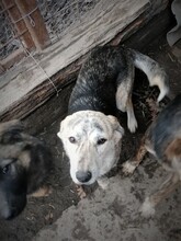 SIENNA, Hund, Mischlingshund in Rumänien - Bild 21