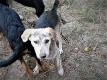 SIENNA, Hund, Mischlingshund in Rumänien - Bild 22