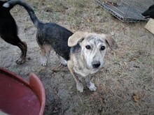 SIENNA, Hund, Mischlingshund in Rumänien - Bild 24