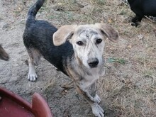 SIENNA, Hund, Mischlingshund in Rumänien - Bild 25