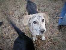 SIENNA, Hund, Mischlingshund in Rumänien - Bild 26