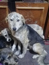 SIENNA, Hund, Mischlingshund in Rumänien - Bild 3