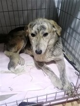SIENNA, Hund, Mischlingshund in Rumänien - Bild 6