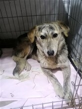 SIENNA, Hund, Mischlingshund in Rumänien - Bild 7