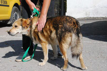 TIBOR, Hund, Mischlingshund in Aachen - Bild 10
